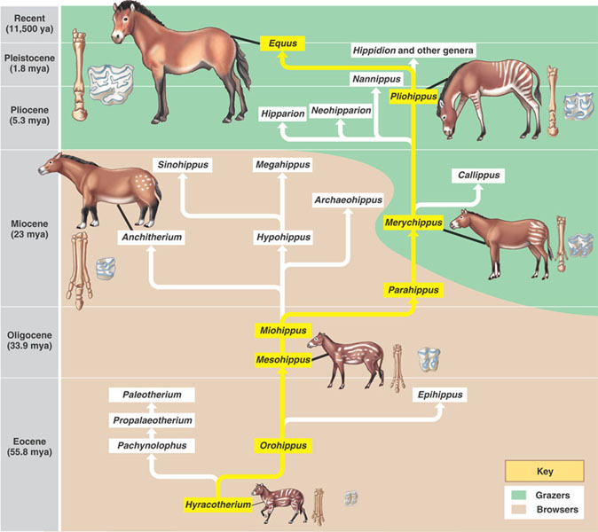 HorseEvolution.jpg